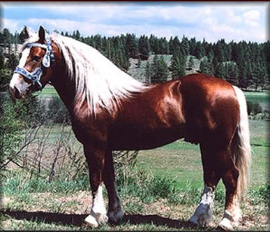 Oberlander Horse
